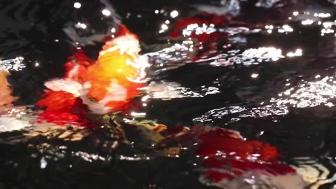 Various Koi carp fish swim in beautifully glistening and shimmering water Stock Footage 141590656