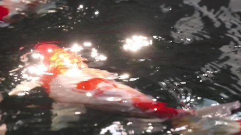 Various Koi carp fish swim in beautifully glistening and shimmering water Stock Footage 141909558
