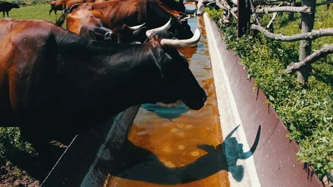 Various large and small cows drink water from huge iron trough filled with water Stock Footage
