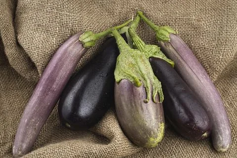 Various large eggplants displayed on burlap. Stock Photos