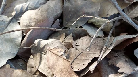 Various leaves in brown tones Stock Footage 260531763