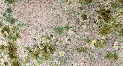 Various lichens on granite surface forming a natural pattern in green, yell.. Foto stock
