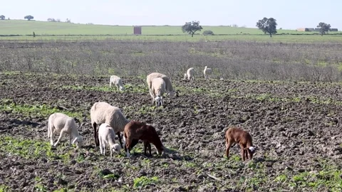Various little lambs in the mud Stock Footage 231382659