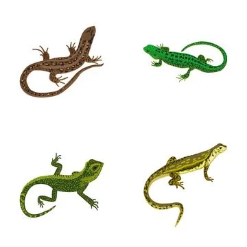 Various lizards and reptiles creating a vibrant animal collection Stock Illustration
