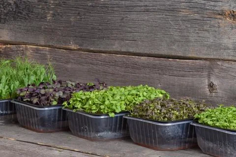 Various micro-greenery in black plastic containers on a wooden background. Stock Photos