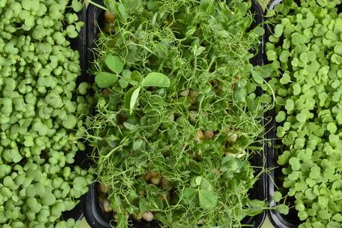 Various micro-greenery close-up. Delivery of healthy food. Diet Stock Photos