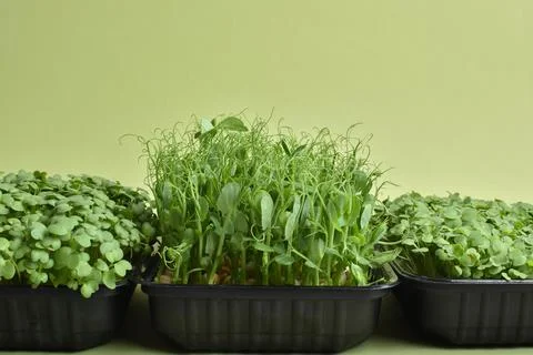 Various micro-greenery close-up. Healthy food. Foto stock