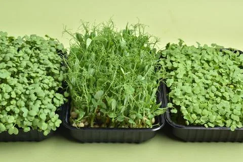 Various micro-greenery close-up. Healthy food. Stock Photos