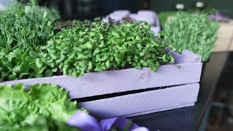 Various microgreens in a box Video stock 252113236