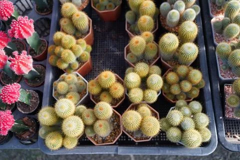 Various mini cactus pot at farm garden. Stock Photos