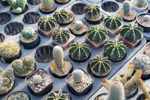 Various mini cactus pot at farm garden. Stock Photos