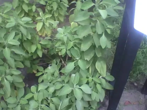 Various mint plants in the botanical garden, a medicinal plant Stock Footage 162679985