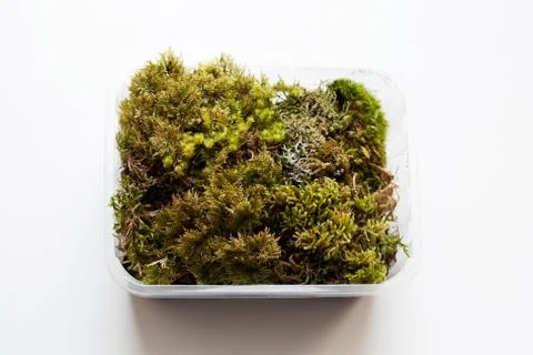 Various mosses in plastic container Stock Photos