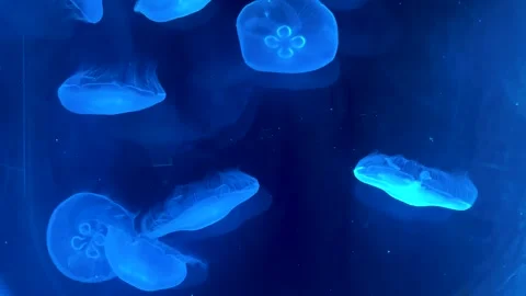 Various Moving Moon Jellies Stock Footage 289428020
