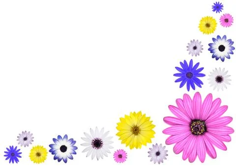 Various Multi Colored Osteospermum Daisy Flowers Stock Photos