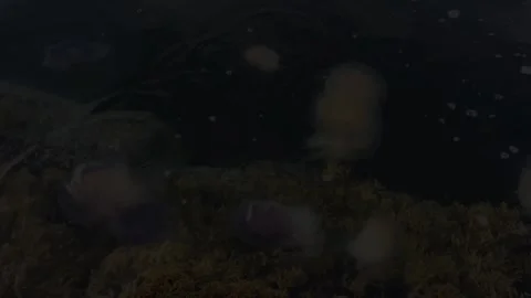 Various multi Coloured Jelly Fish off the Isle of Skye Stock Footage 248158680