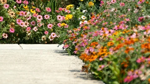 Various multicolor Coneflower - Daisy blown by a breeze 動画素材 86492909