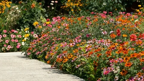 Various multicolor Coneflower - Daisy in the home garden backyard Stock Footage 86492021
