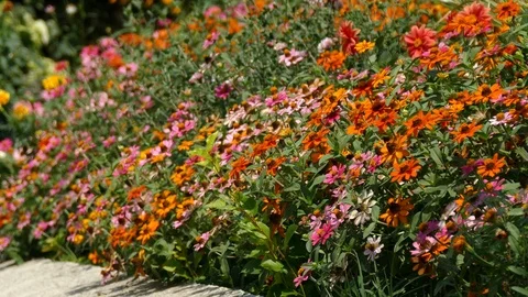Various multicolor Coneflower - Daisy in the home garden backyard Stock Footage 86492306