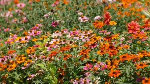 Various multicolor Coneflower - Daisy in the home garden backyard Stock Footage 86492341