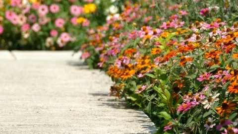 Various multicolor Coneflower - Daisy in the home garden backyard Stock Footage 86492809