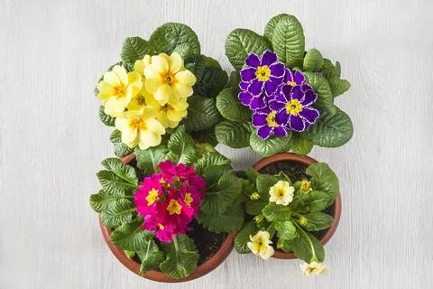 Various multicolored primroses or primula flowers in pots top view; spring .. Stock Photos