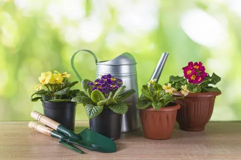Various multicolored primroses or primula flowers, watering can and gardeni.. Stock Photos