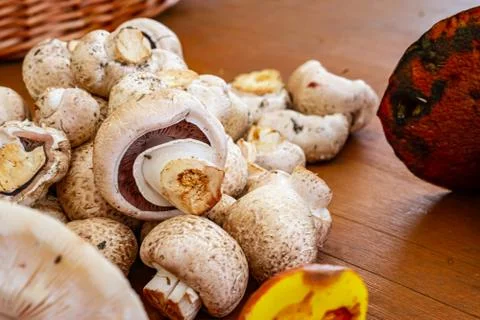 Various Mushrooms Stock Photos