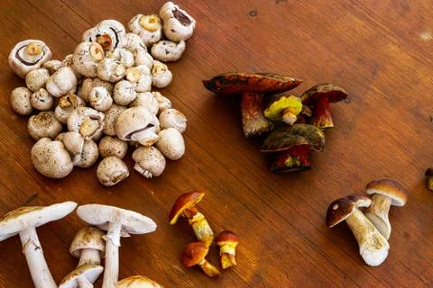 Various Mushrooms Stock Photos