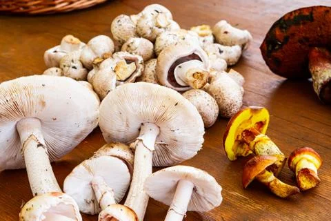 Various Mushrooms Stock Photos