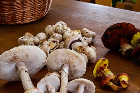 Various Mushrooms Stock Photos