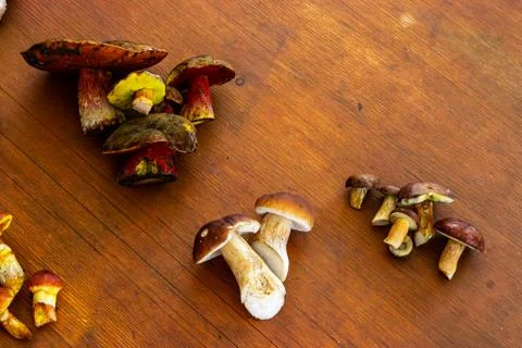 Various Mushrooms Stock Photos