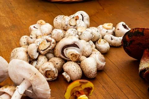Various Mushrooms Stock Photos