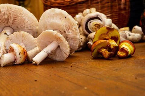 Various Mushrooms Stock Photos