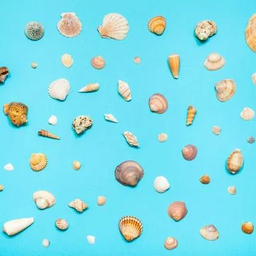 Various natural dried sea shells on blue paper various natural dried sea s... 库存照片
