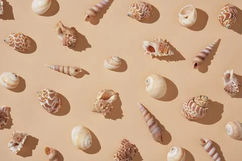 Various natural seashells of different shapes and textures are arranged in .. Stock Photos
