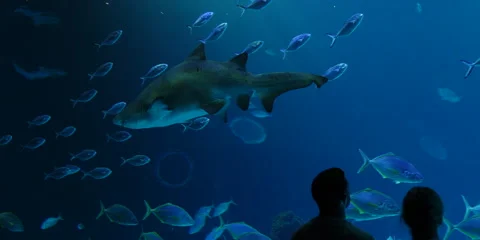 "Various Ocean Species Swimming Elegantly in Clear Sea Waters" Stock Footage 282978802
