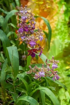 Various Oncidium orchids Stock Photos