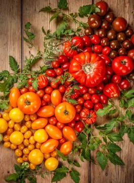 Various organic tomatoes Stock Photos