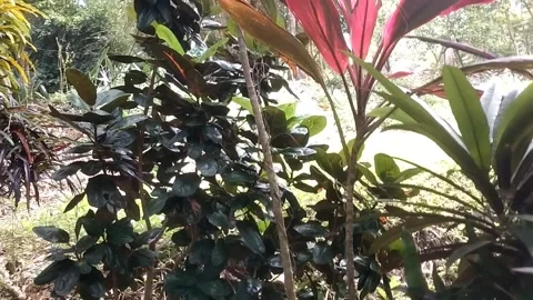 Various ornamental plants Stock Footage 327691883