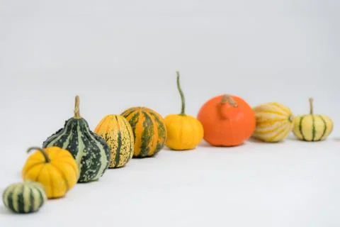 Various ornamental pumpkins Stock Photos