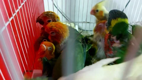 Various parrot chicks in a cage in a store, parrot chicks Stock Footage 169050189