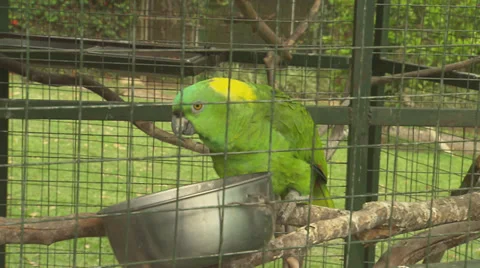 Various Parrots in Rescue Cage Stock Footage 32631675