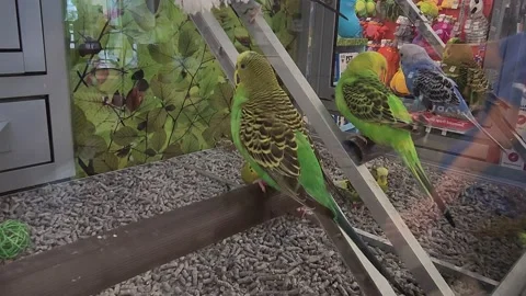 Various Parrots Retailer 動画素材 202031124