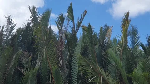 Various patterns of white clouds in the blue sky above the Kapuas River 스톡 동영상 337228661