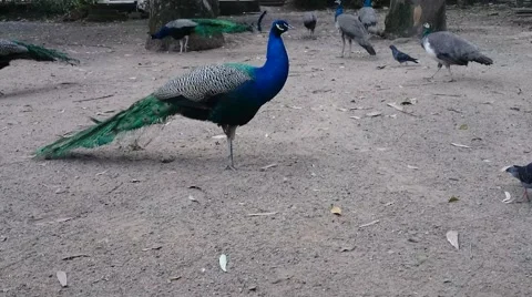 Various Peacock walking free Stock Footage 40584743