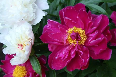 Various peony background Stock Photos