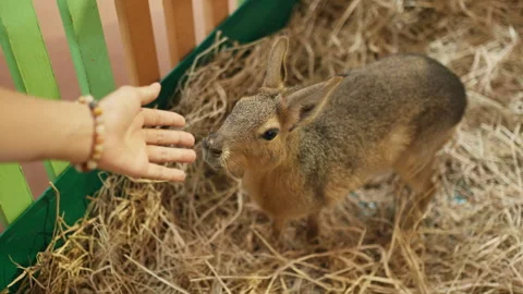 Various Pets in Enclosures at Pet Show Event in Indoor Shopping Mall Stock Footage 308912676