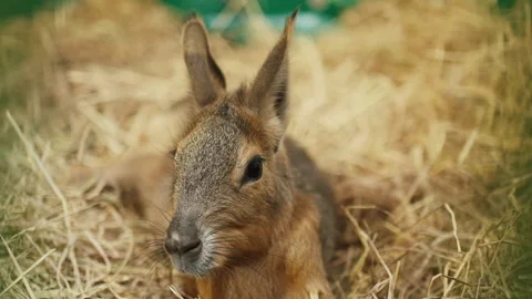 Various Pets in Enclosures at Pet Show Event in Indoor Shopping Mall Stock Footage 308912956