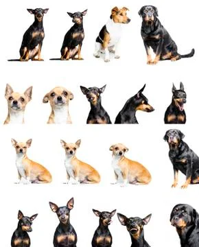 Various pets in white background for compositing Stock Photos